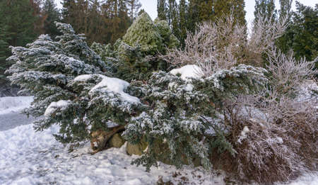 The evergreen ornamental shrub is covered with a thick layer of snow.Ekeberg is a neighborhood in the city of Osloの写真素材