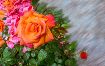 Bright orange, pink roses with green leaves fill part of the picture. A blurred averaged image creates free space. Close-up highlighting the beautiful details  flowers.Floral letter illustrations  for marketing, event invites.の写真素材