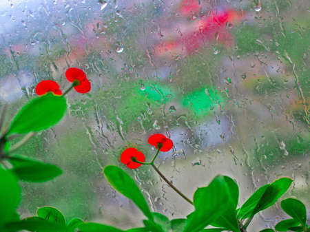 Small red indoor flowers close-up on a background of a window wet from rain. Selective focus....