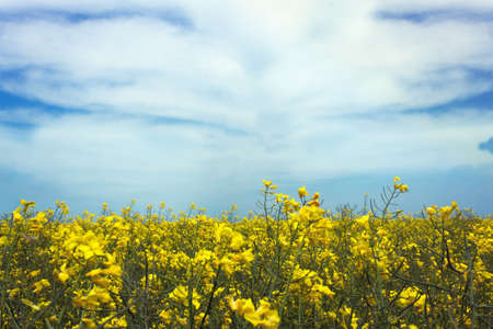 Blooming rapeseed field under a blue sky. Rapeseed (Brassica napus ) is a bright yellow flowering...