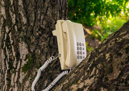 Communication with nature. Allegory. A telephone with a receiver located on a tree trunk. Call for discussion of environmental problems caused by human activities.の写真素材
