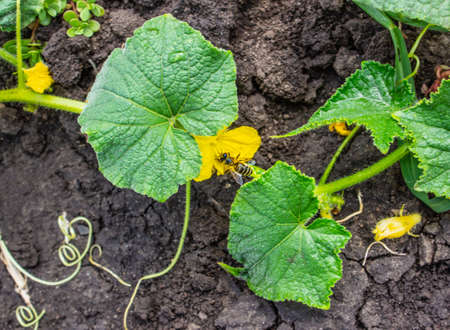 Growing environmentally friendly, organic products in natural conditions. Bright green leaves and yellow flowers on brown soil. Small bee on a flower. Healthy and wholesome food grown by ourselves.の写真素材
