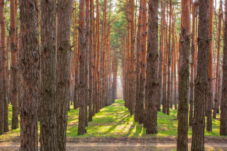 Tall trees in the forest with the right perspective and long shadows. Forest road in the foreground.の写真素材