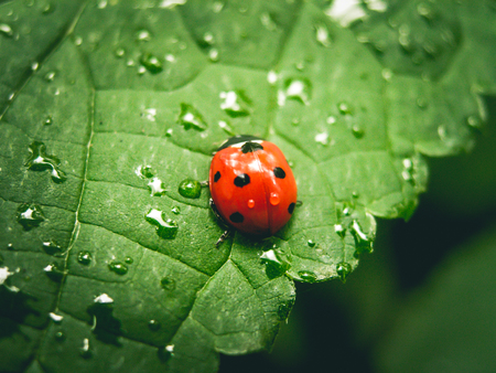 A cute beetle rests on a green leaf full of dew in its natural habitatの写真素材