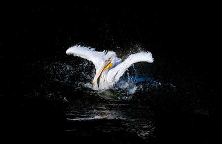Big white pelican with flapping wings and blue drops swimming in black water of dark ocean, wildlifeの写真素材