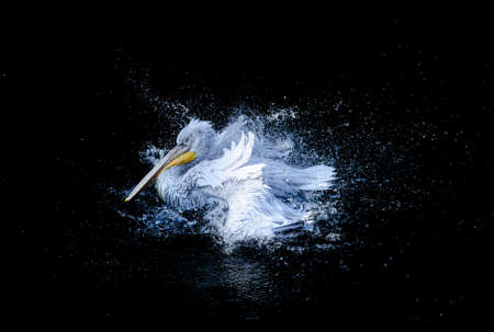 Big white pelican with flapping wings and drops of water swimming in black pond, wildlifeの写真素材