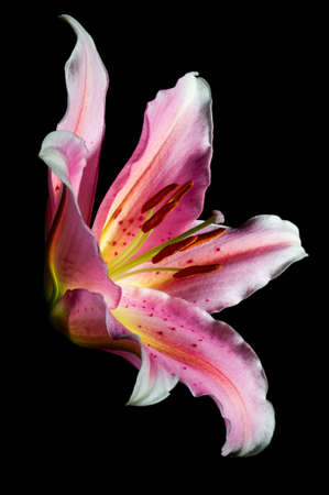 Lily, tropical flower with white-pink petals isolated on black background, closeupの写真素材