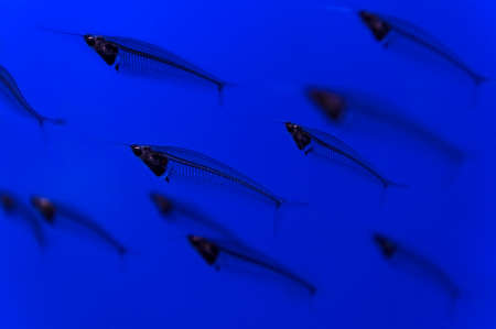 Transparent fish flock, glass catfish, diving, asian underwater wildlife, kryptopterus bicirrhis,...