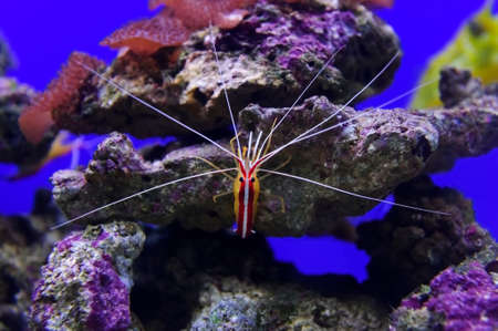 Shrimp on overgrown stone of sea bottom, diving, prawn with stones and coral reef on background,...