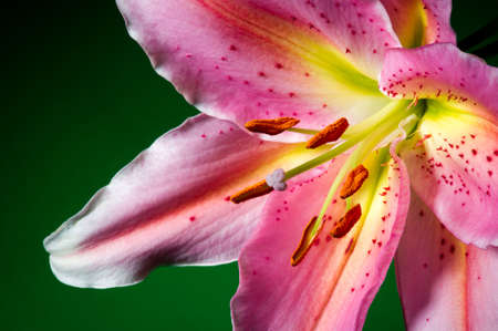 Lily, tropical flower with white-pink petals isolated on green background, closeupの写真素材