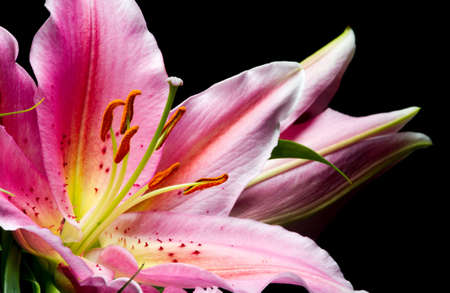 Bouquet of pink lilies with white-pink petals and green leafs on black backgroundの写真素材
