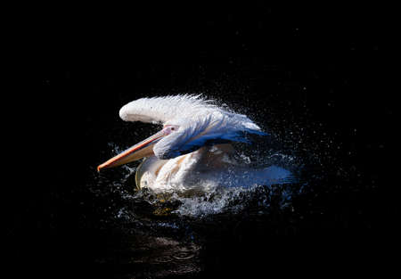 Pelican with flapping wings and blue drops of water swimming in deep black sea, wildlifeの写真素材