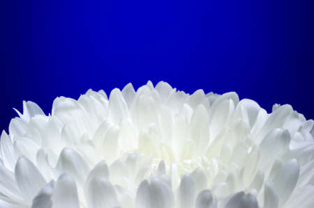 Chrysanthemum flower with white petals isolated on deep blue background, macro shot, selective focusの写真素材
