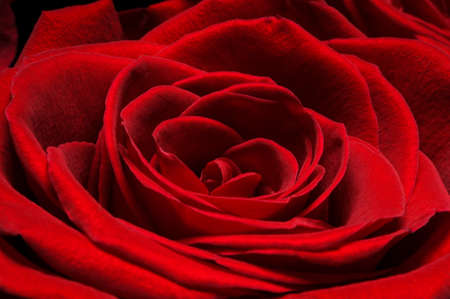 Rose bud with velvety dark red petals, macro shot of flower, nature backgroundの写真素材