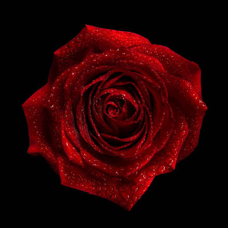 Red rose bud with water drops on petals on black backgroundの写真素材