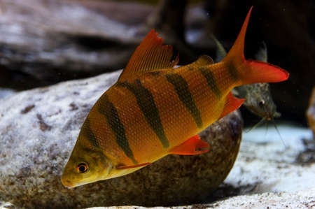 Perch fish with black stripes on scaly body, red fins and tail swims near overgrown stones, diving, underwater wildlifeの写真素材