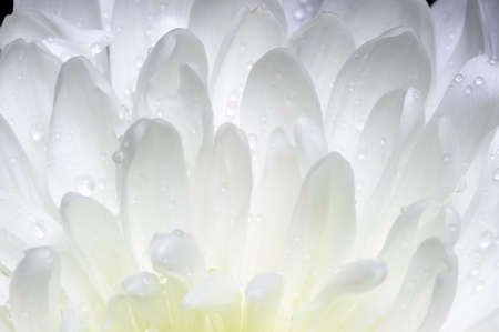 Petals with water drops, white chrysanthemum flower, studio macro shot, nature abstraction, selective focusの写真素材