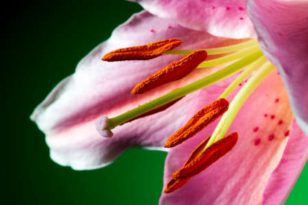Lily flower with white-pink petals on dark green background, closeupの写真素材