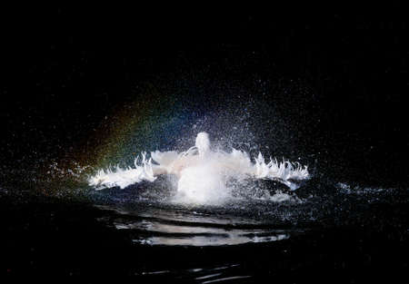 Pelican with flapping wings and blue drops of water swimming in deep black sea, wildlifeの写真素材