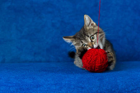 Kitty with red yarn ball, little grey tabby cat playing with skein of tangled sewing threads on blue backgroundの写真素材