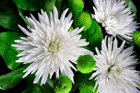 Bouquet of white asters and bright green chrysanthemums with water drops on dark backgroundの写真素材