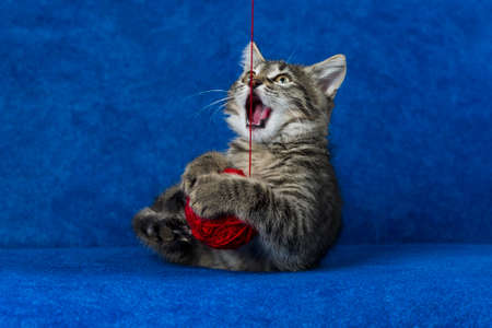 Kitty with red yarn ball, little grey tabby cat playing with skein of tangled sewing threads on blue backgroundの写真素材