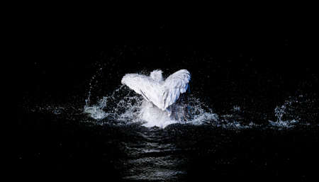 Big white pelican with flapping wings and drops of water swimming in black sea, wildlifeの写真素材