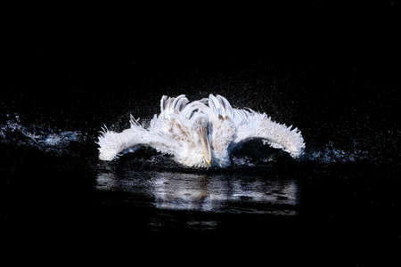 White big pelican with flapping wings and drops of water swimming in black waterの写真素材