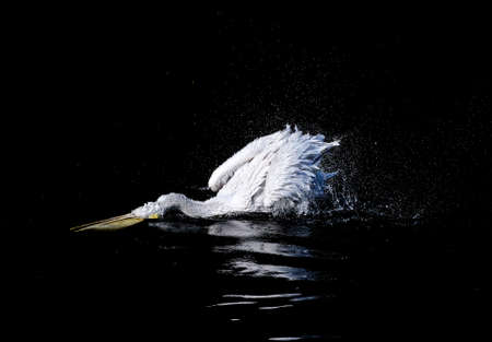 White big pelican with flapping wings and drops of water swimming in black waterの写真素材