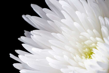 White chrysanthemum flower with translucent petals isolated on black background, closeup