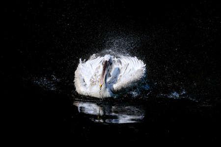 Big white pelican with flapping wings and drops of waterの写真素材