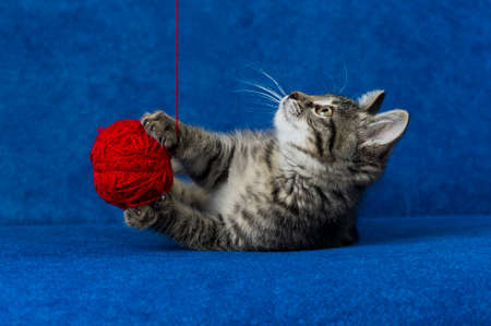 Cat with red woolen ball, little grey tabby kitty playing with skein of tangled sewing threads on blue backgroundの写真素材