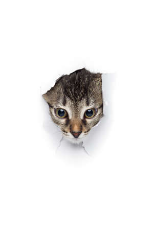 Kitty in hole of paper, little grey tabby cat looking through torn white background, funny petの写真素材