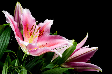 Lily, bunch of tropical flowers with white-pink petals and bright green leaves on black background, natural concept, closeupの写真素材