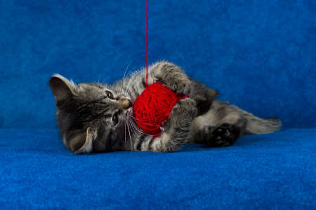 Kitty with red yarn ball, cute grey tabby cat playing with skein of tangled sewing threads on blue backgroundの写真素材