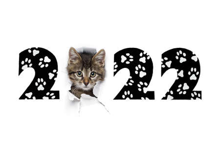 2022 year concept, little gray kitty in hole of paper and drawn black numbers with cat white paw footprints, isolated on white background, new year designの写真素材
