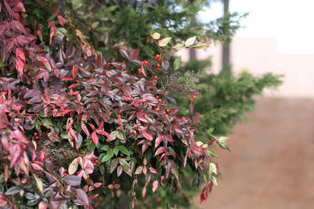 Red berries on bush with red leaves  Autumn の写真素材
