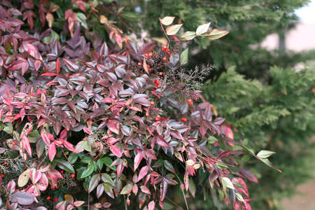 Red berries on bush with red leaves  Autumn の写真素材