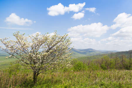 Beautiful view in mountains in Virginia  Springの写真素材