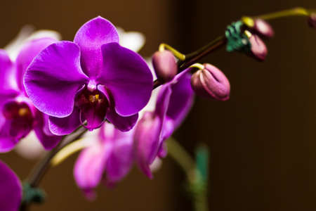 Purple orchid on dark backgroundの写真素材