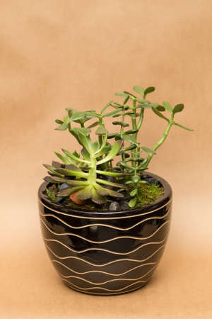Floral arangement with succulents and black stones in brown ceramic vase on brown backgroundの写真素材