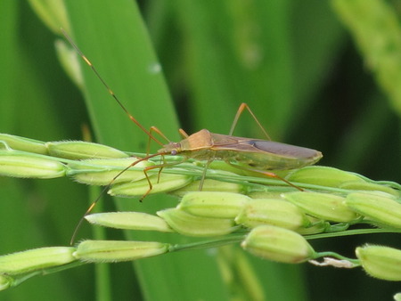 insect on green leaf rice