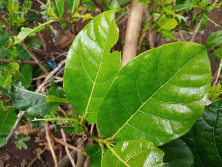 Fresh green leaves. the background of natural green wood blur East Lombok, West Nusa Tenggara,...