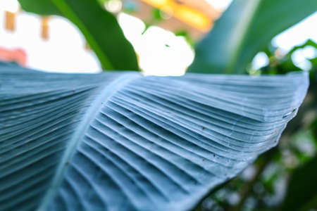 plant growth in farm with blur backgroundの写真素材
