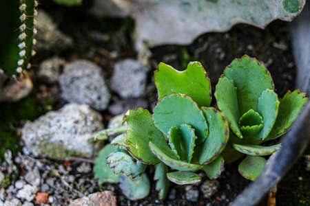 plant growth in farm with blur backgroundの写真素材