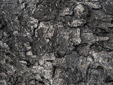 The texture of the bark of an old tree. Abstract background for design.