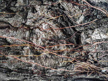 Texture of the bark of an old tree. Tree bark texture background.の写真素材