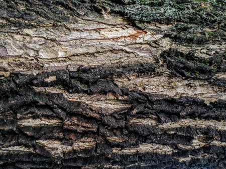 Bark of a tree with moss and lichen. Nature backgroundの写真素材