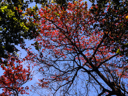 Red leaves on the branches of trees against the blue sky, Thailand.