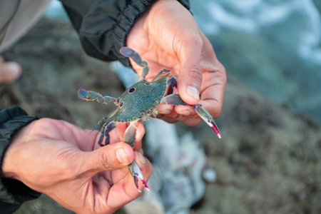 holding a small crab on a rocky beach in Lombokの写真素材